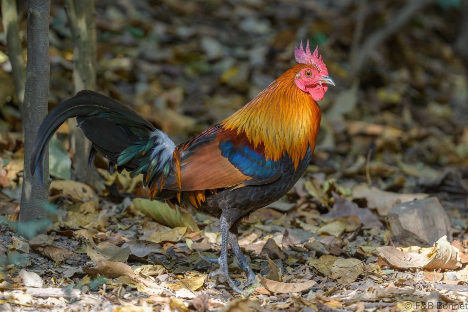 Red Junglefowl Thailand