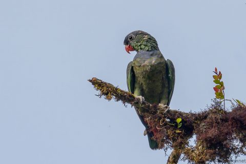 Red billed Parrot Ecuador