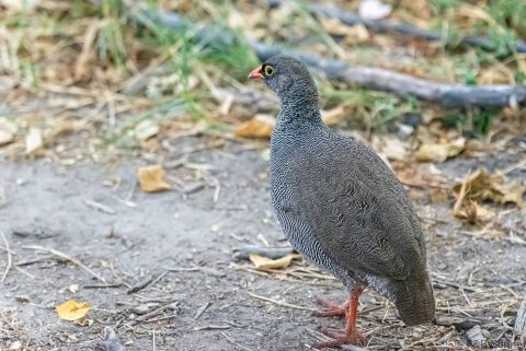 Red billed Spurfowl Botswana
