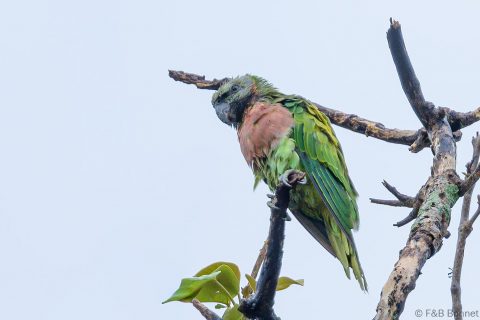 Red breasted Parakeet Thailand