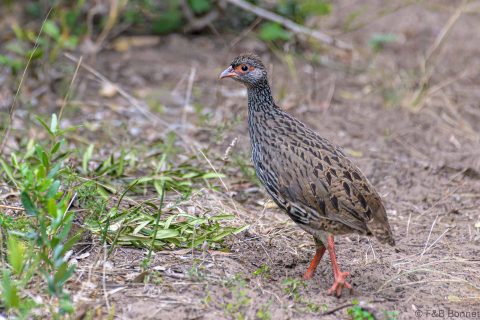 Red necked Spurfowl South Africa