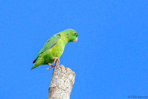 Riparian Parrotlet Ecuador