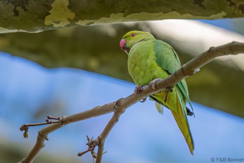 Rose ringed Parakeet France