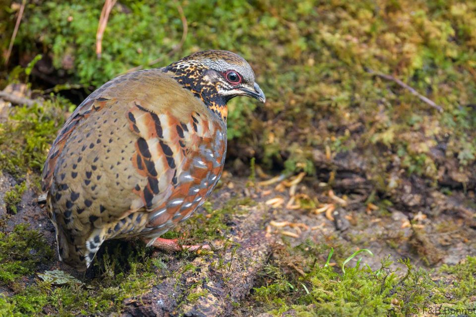 Rufous throated Partridge China