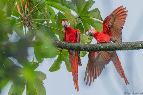 Scarlet Macaw Costa Rica