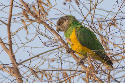 Senegal Parrot Senegal