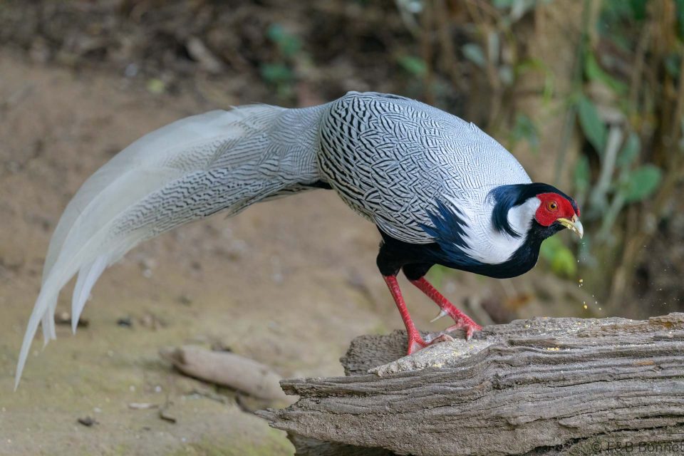 Silver Pheasant China