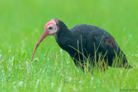 Southern Bald Ibis South Africa