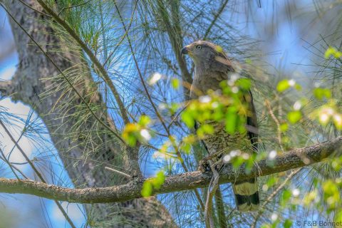 Southern Banded Snake Eagle South Africa