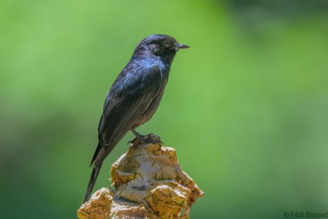 Southern Black Flycatcher South Africa