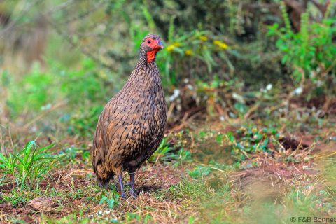 Swainson's Spurfowl South Africa