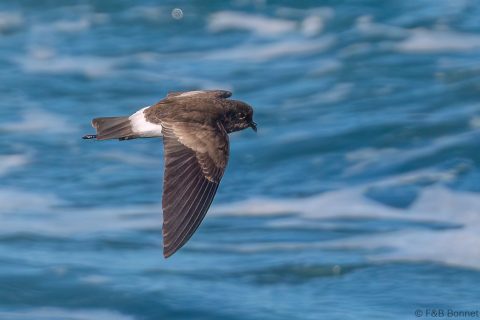 Wedge rumped Storm Petrel Ecuador