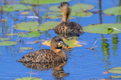 White backed Duck South Africa