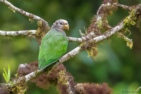 White capped Parrot Ecuador