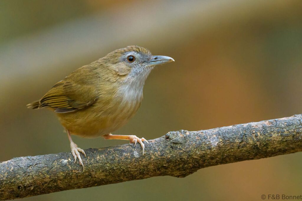 Abbott's Babbler - Thailand - Kaeng Krachan - 2023
