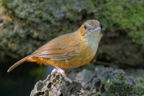 Abbott's Babbler - Vietnam - Cat Tien - 2026