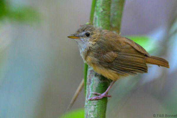 Abbott's Babbler - Vietnam - Cat Tien - 2026