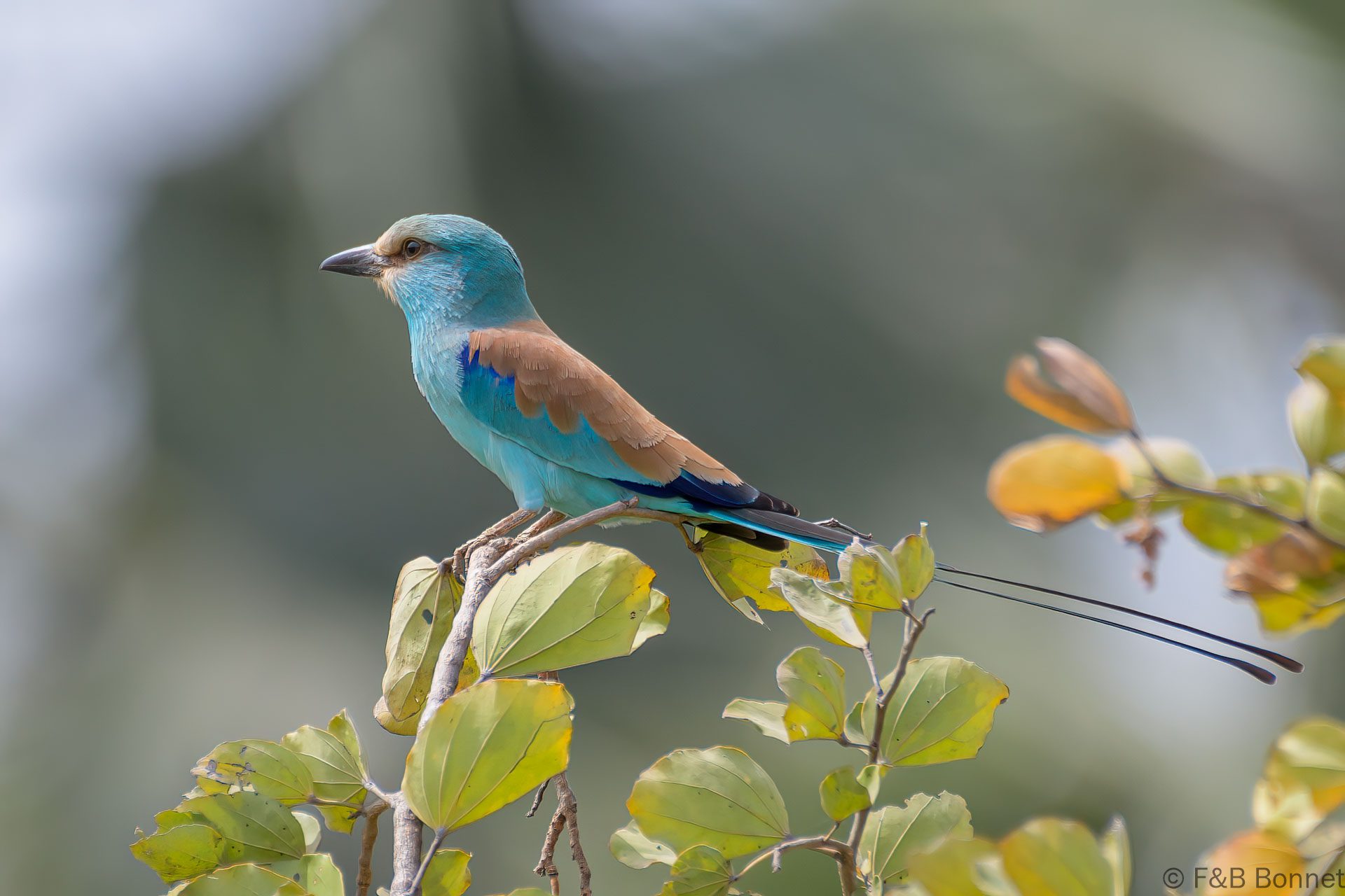 Rollier d'Abyssinie - Senegal - Niokolo Koba - 2023