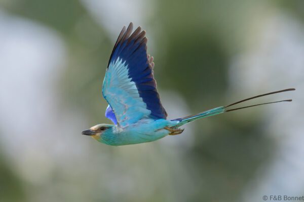 Rollier d'Abyssinie - Senegal - Niokolo Koba - 2023