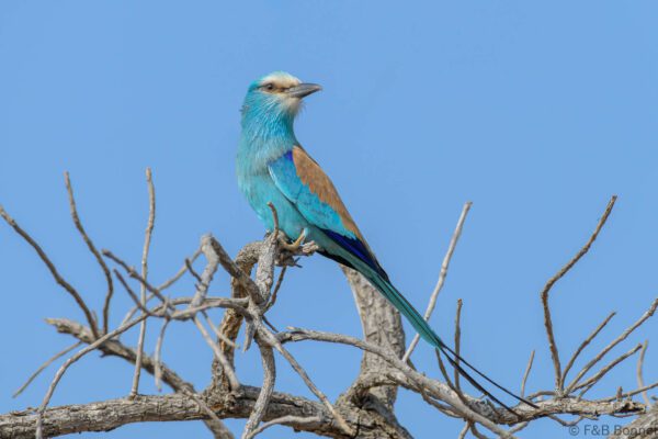 Rollier d'Abyssinie - Senegal - Niokolo Koba - 2023