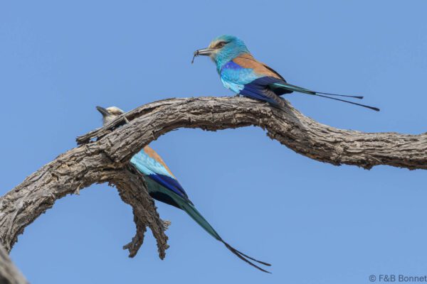 Rollier d'Abyssinie - Senegal - Niokolo Koba - 2023