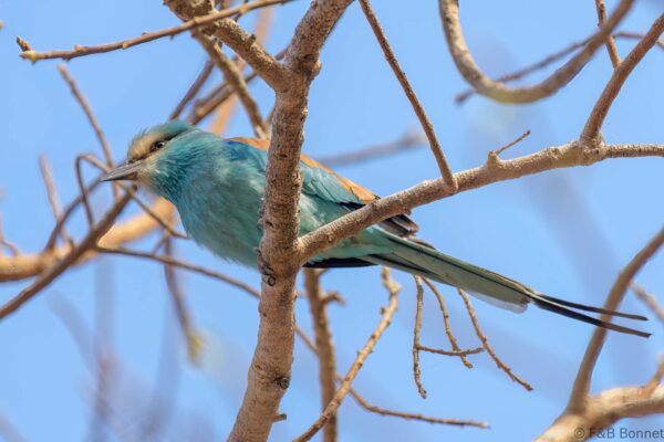 Rollier d'Abyssinie - Senegal - Dindéfélo - 2023