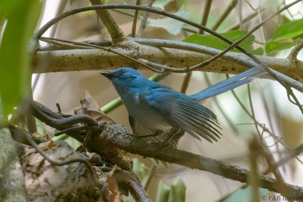Tchitrec bleu ou Elminie bleue - Senegal - Dindéfélo - 2023