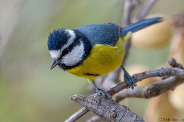 Herrerillo canario - España- Gran Canaria - 2021