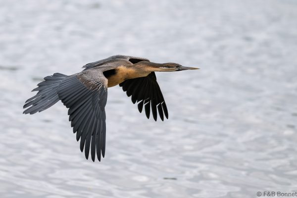 African Darter - South Africa - Ndumu - 2026
