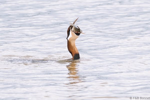African Darter - South Africa - Ndumu - 2026