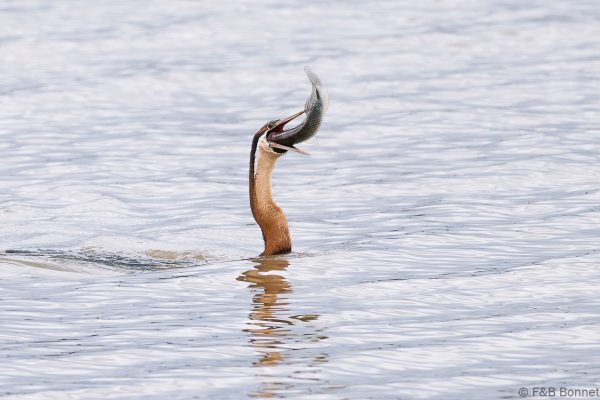 African Darter - South Africa - Ndumu - 2026