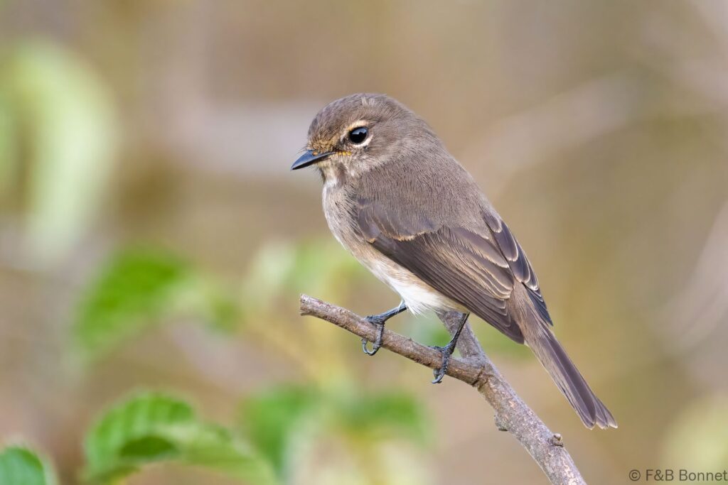 African Dusky Flycatcher - South Africa -  Knysna - 2022