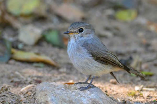African Dusky Flycatcher - Zimbabwe - Vumba - 2026