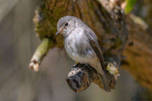 African Dusky Flycatcher - Zimbabwe - Vumba - 2026