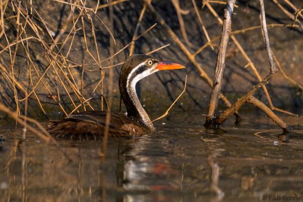 African Finfoot ♀ Zimbabwe - Honde Valley - 2026