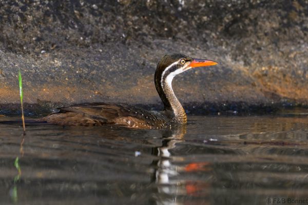 African Finfoot ♀ Zimbabwe - Honde Valley - 2026