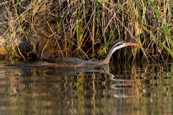 African Finfoot ♀ Zimbabwe - Honde Valley - 2026