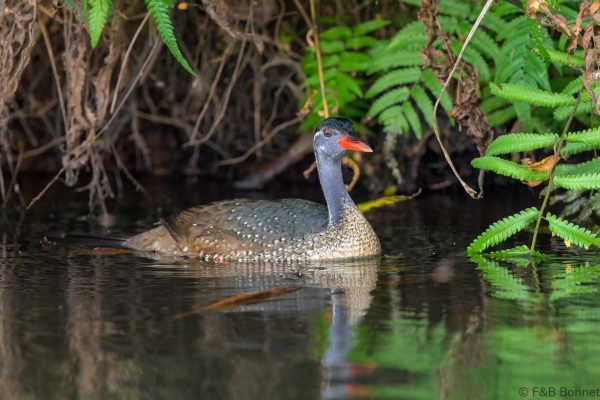 African Finfoot ♂ Zimbabwe - Honde Valley - 2026
