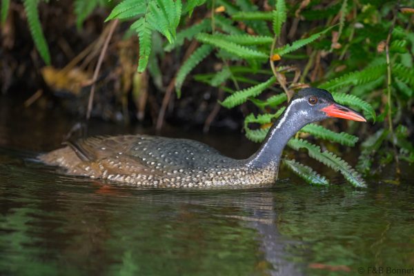 African Finfoot ♂ Zimbabwe - Honde Valley - 2026