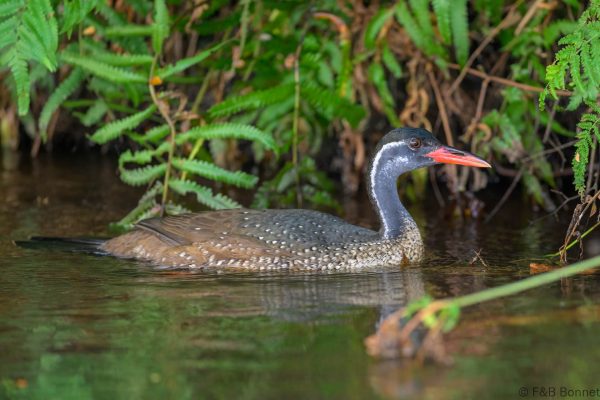 African Finfoot ♂ Zimbabwe - Honde Valley - 2026