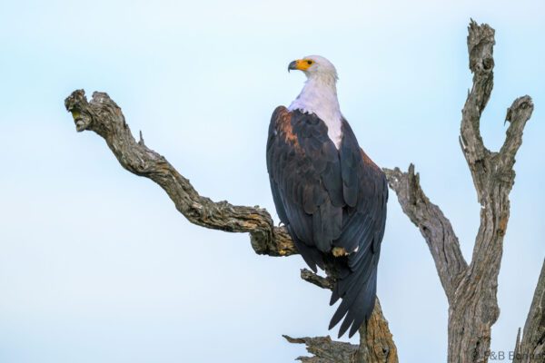 African Fish Eagle - South Africa - Kruger NP - 2025