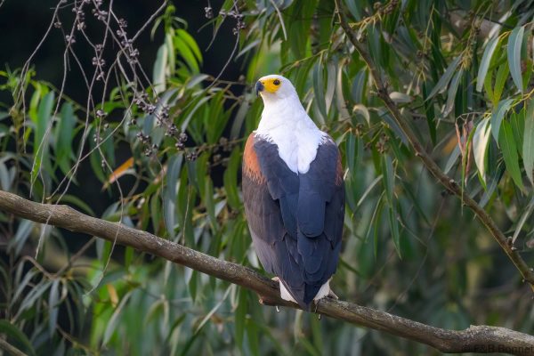 African Fish Eagle - Zimbabwe - Honde Valley - 2026