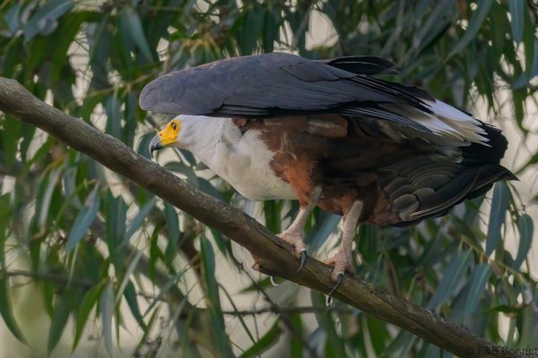 African Fish Eagle - Zimbabwe - Honde Valley - 2026