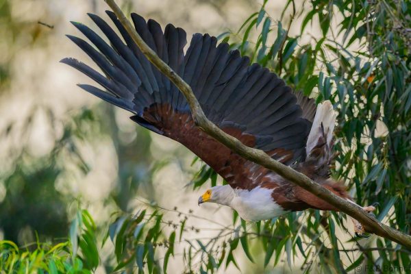 African Fish Eagle - Zimbabwe - Honde Valley - 2026