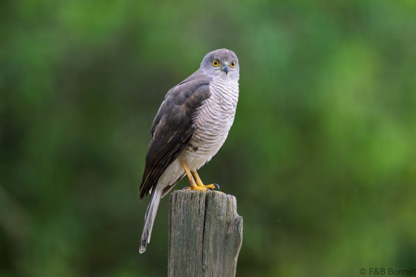 African Goshawk - South Africa - Tembe - 2026
