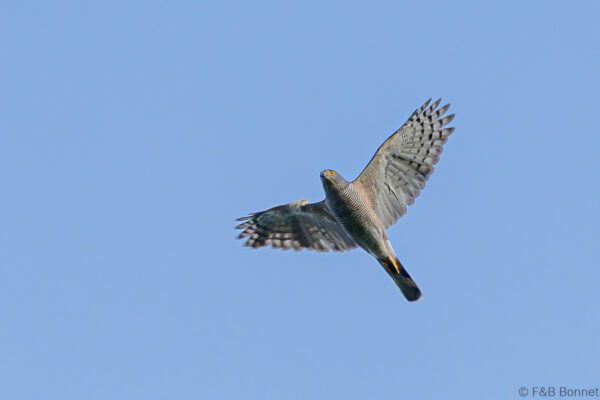 African Goshawk - South Africa - Kruger NP - 2022