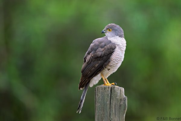 African Goshawk - South Africa - Tembe - 2026