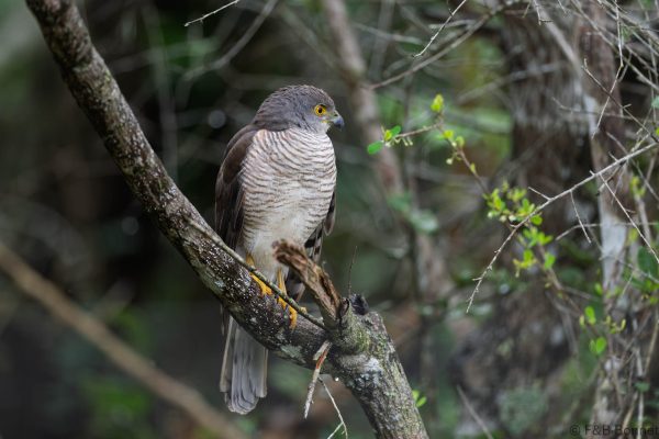 African Goshawk - South Africa - Tembe - 2026