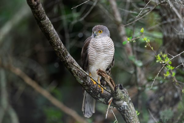 African Goshawk - South Africa - Tembe - 2026
