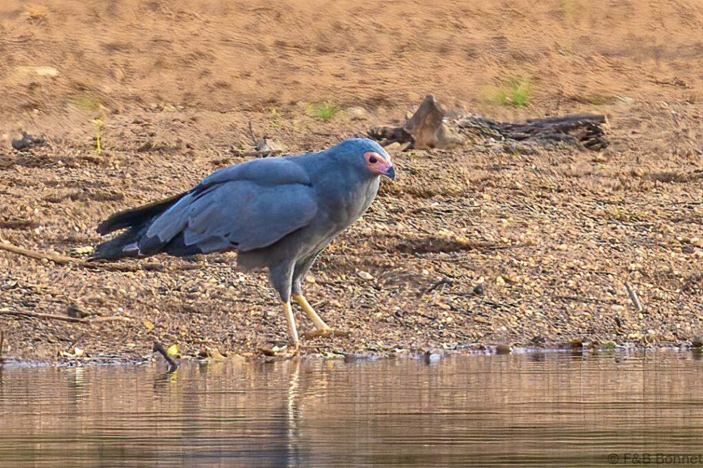 African Harrier-Hawk - Senegal - Wassadou - 2023